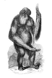 Adult Bornean Orang, Male, from M. Temminck