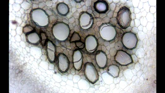 Xylem of cross section of a celery petiole