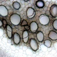 Xylem of cross section of a celery petiole