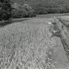 Paddy rice nears time for harvest at the Thong Wai training location in Houei Kong Cluster in Attapu province