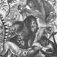 Quadrumana; or, The Monkey Tribe
