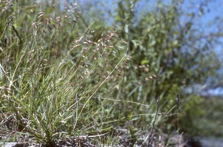 Bouteloua and Hilaria grasses