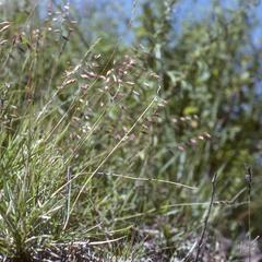 Bouteloua and Hilaria grasses