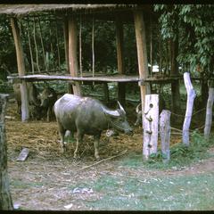 Ban Pha Khao : buffalo and pen