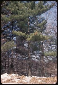 White pine showing lower branches shaded out at Devil's Lake State Park