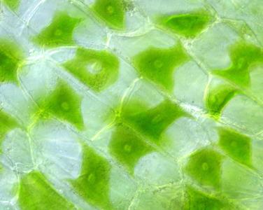 Live cells of the thallus of the gametophyte of a hornwort - 100x objective.