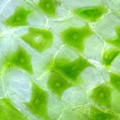 Live cells of the thallus of the gametophyte of a hornwort - 100x objective.