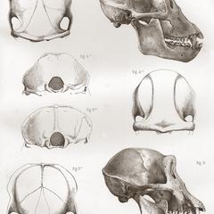 Chimpanzee & Bonobo Anatomy Print