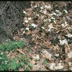 Sanguinaria and Dentaria in bloom in Gallistel Woods, University of Wisconsin Arboretum