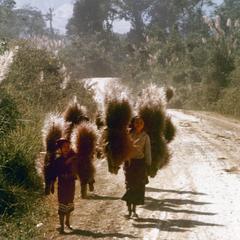 Local women carry a type of grass for making brooms in Houa Khong Province