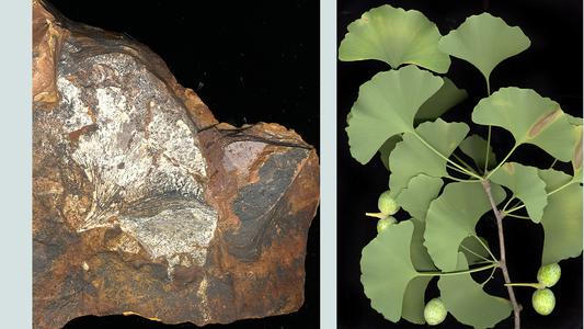 Ginkgo biloba - composite of leafy branch and fossil leaf impression