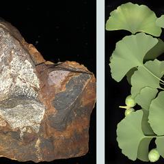 Ginkgo biloba - composite of leafy branch and fossil leaf impression