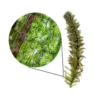 Elodea plant with microscopic view of the leaf cells