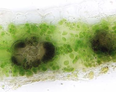 View of a fresh cross section through a corn leaf stained with iodine showing mesophyll and bundle-sheath cells - DIC illumination with a 60x objective