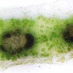 View of a fresh cross section through a corn leaf stained with iodine showing mesophyll and bundle-sheath cells - DIC illumination with a 60x objective