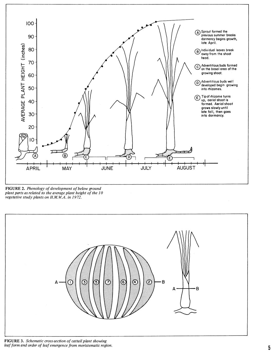 Cattail : the significance of its growth, phenology and carbohydrate ...