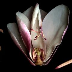 Dissected flower with stamens with longitudinal section of a pistil of Magnolia X Soulangiana