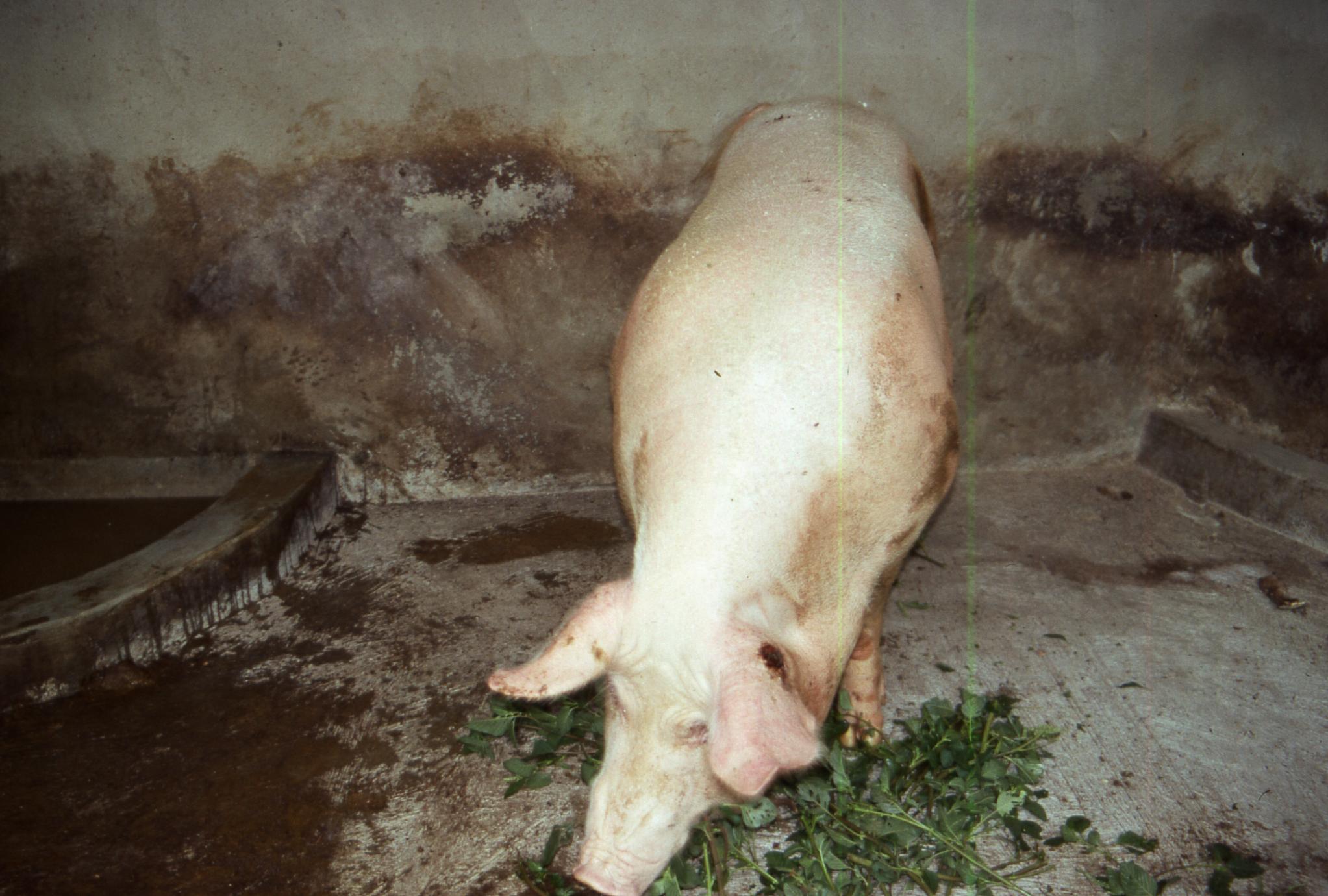 Pig on Olashore farm