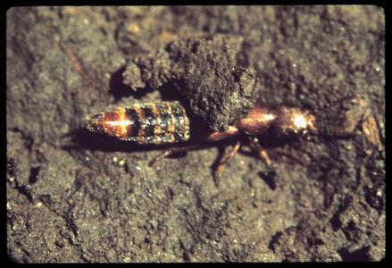 View of a Staphylinus cinnamopterus insect in Bascom Woods, University of Wisconsin - Madison campus