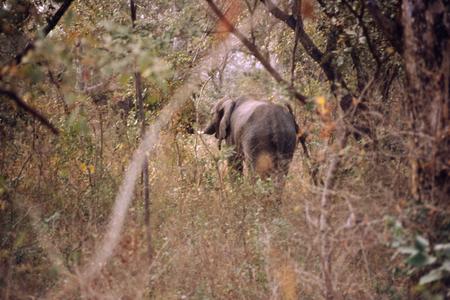 Elephant among trees