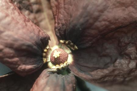 Close-up of center of a flower of Sapranthus nicaraguensis