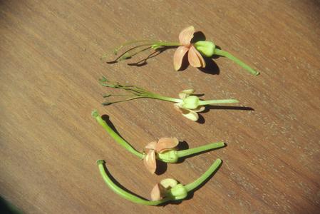 Male and female flowers of Podandrogyne brevipedunculata