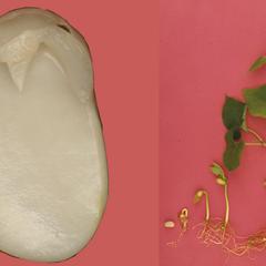 Composite of a bean seed and young seedlings in varying stages of development