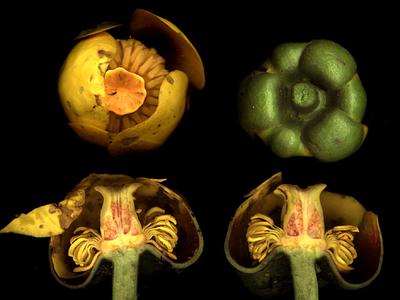 Dissected flowers of Nuphar variegatum
