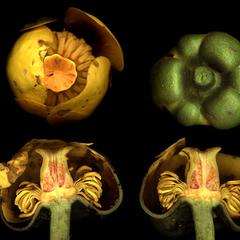 Dissected flowers of Nuphar variegatum