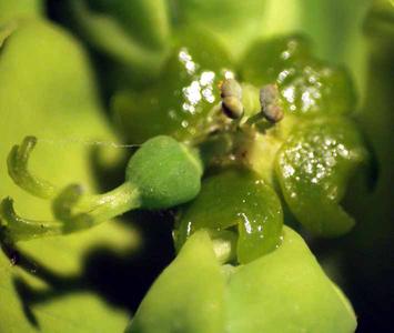 Cyathia of Euphorbia esula