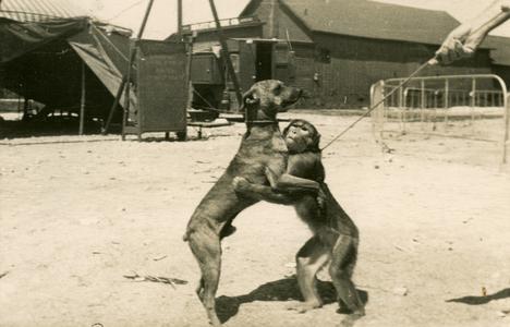 Monkey and dog dancing