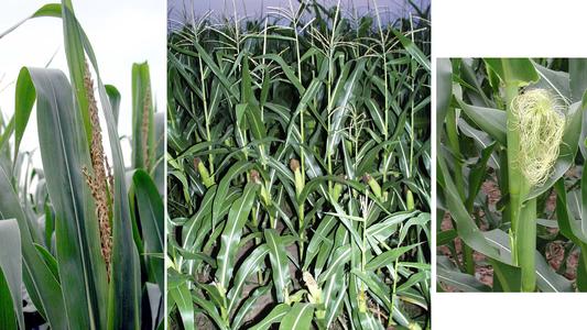 Zea mays - Composite : male and female inflorescences with flowering habit