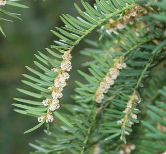 Japanese yew - branch with microsporangiate cones
