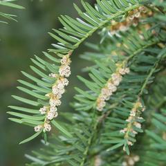 Japanese yew - branch with microsporangiate cones