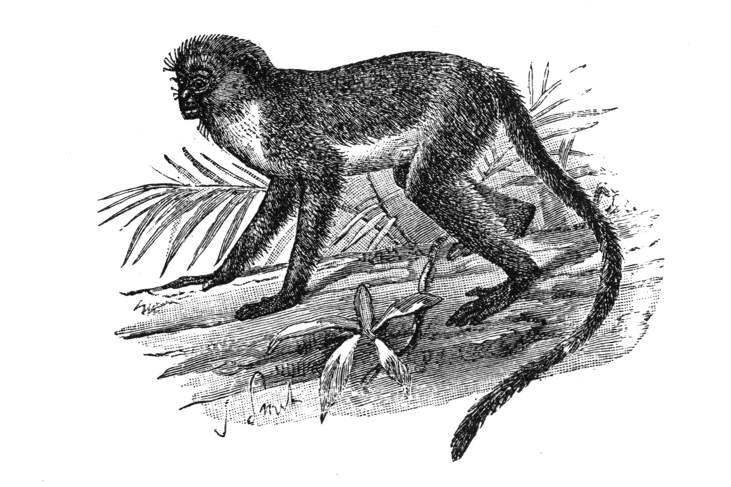 ‎Climbing Primate Print UWDC UWMadison Libraries