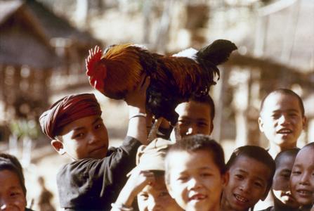 Akha boys gathered and holding up their prized rooster in Houa Khong province