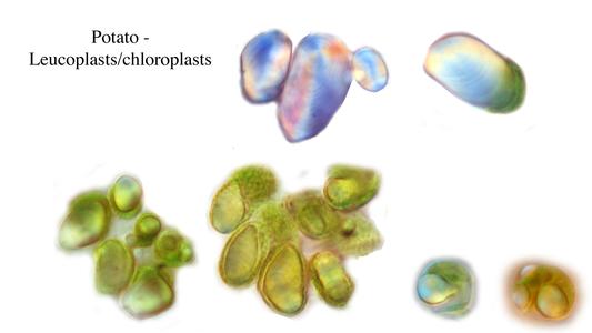 Plastids in various stages transforming form an Amyloplast of potato to a chloroplast
