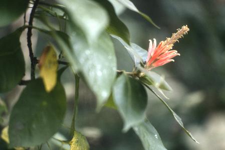 Aphelandra (Acanthaceae)