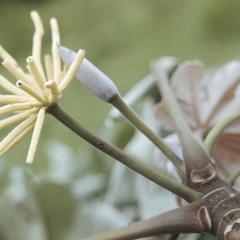 Cecropia inflorescence, Cascajal