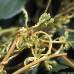 Close-up of a Cassytha vine, south of El Progreso