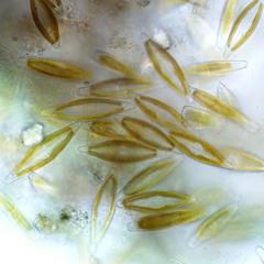 Mass of motile pennate diatoms