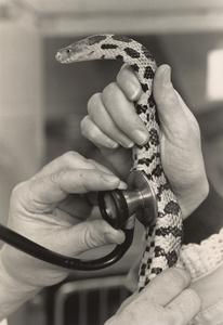 Snake examination