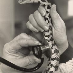 Snake examination