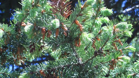 Male cones of Douglas fir