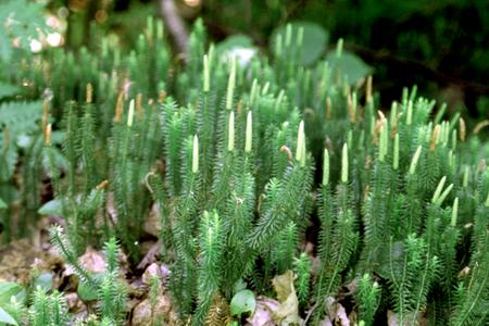 Plants with strobili of Lycopodium annotinum