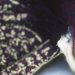 Close-up of interior of an Aristolochia flower, east of Cuilapa