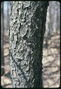 Prunus serotina bark, Cactus Bluff Woods, Ferry Bluff, State Natural Area