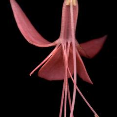 Longitudinal section of flower of Fuchsia