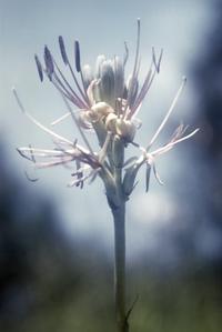 Monocot flower, top of Cerro Gordo