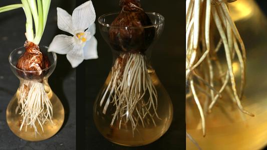 Composite of flower, bulb and roots of Narcissus